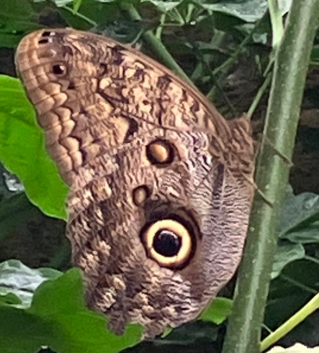 Foto 49 bij artikel "Uitje naar de Orchideenhoeve in Luttelgeest".